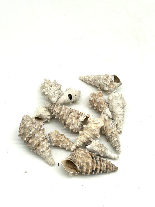 White Spindle Sea Shell (Igin Okun)
